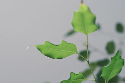 Close-up of plant against white background