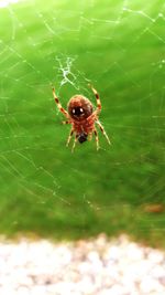 Close-up of spider on white surface