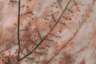 Low angle view of flowering plant against sky