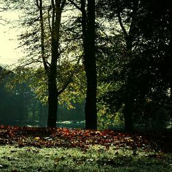 Trees in forest