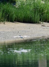 Swan on lake