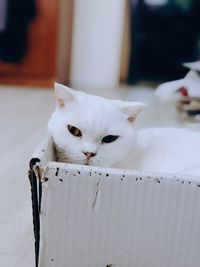 Close-up portrait of a cat