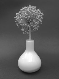 Close-up of white flowers in vase