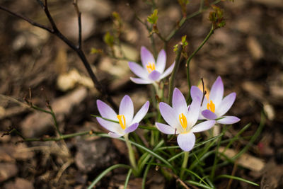 Close-up of crocus blooming outdoors