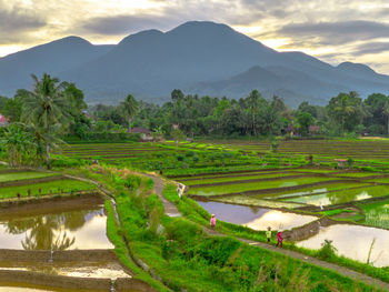 High angle view of agricultural field