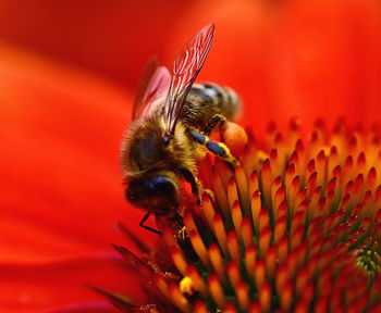 Close-up of bee pollinating on flower