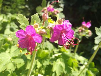 Close-up of pink flowers blooming outdoors