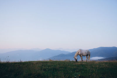 View of horses on grazing on field against sky