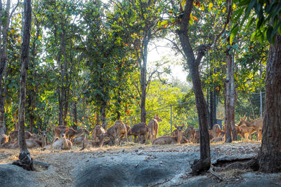 Horses in a forest