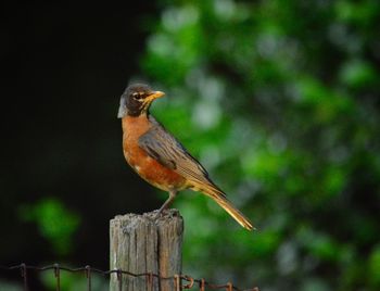 Close-up of bird perching on wooden post