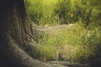 Trees growing in forest