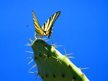 Close-up of cactus plant against clear blue sky