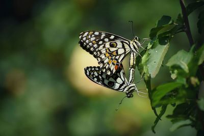 Close-up of butterfly on leaf