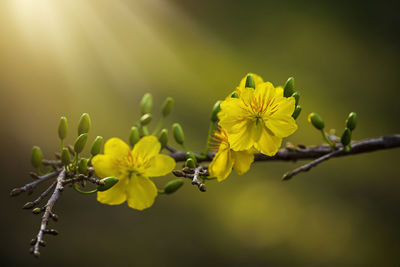 Close-up of yellow flowering plant