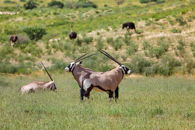 Gemsboks standing on grassy field