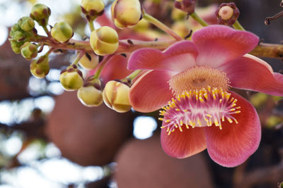 Close-up of pink flowering plant