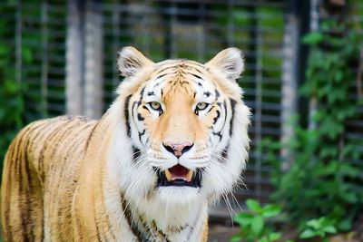 Close-up portrait of a tiger