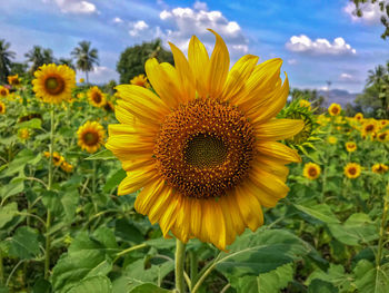 Close-up of sunflower on field