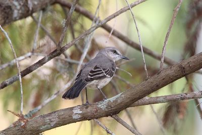 Close-up of bird perching on tree