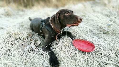 Dog on rock