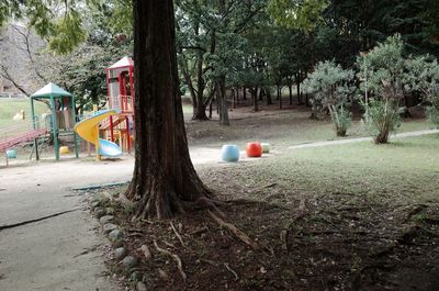 Surface level of colorful trees in park