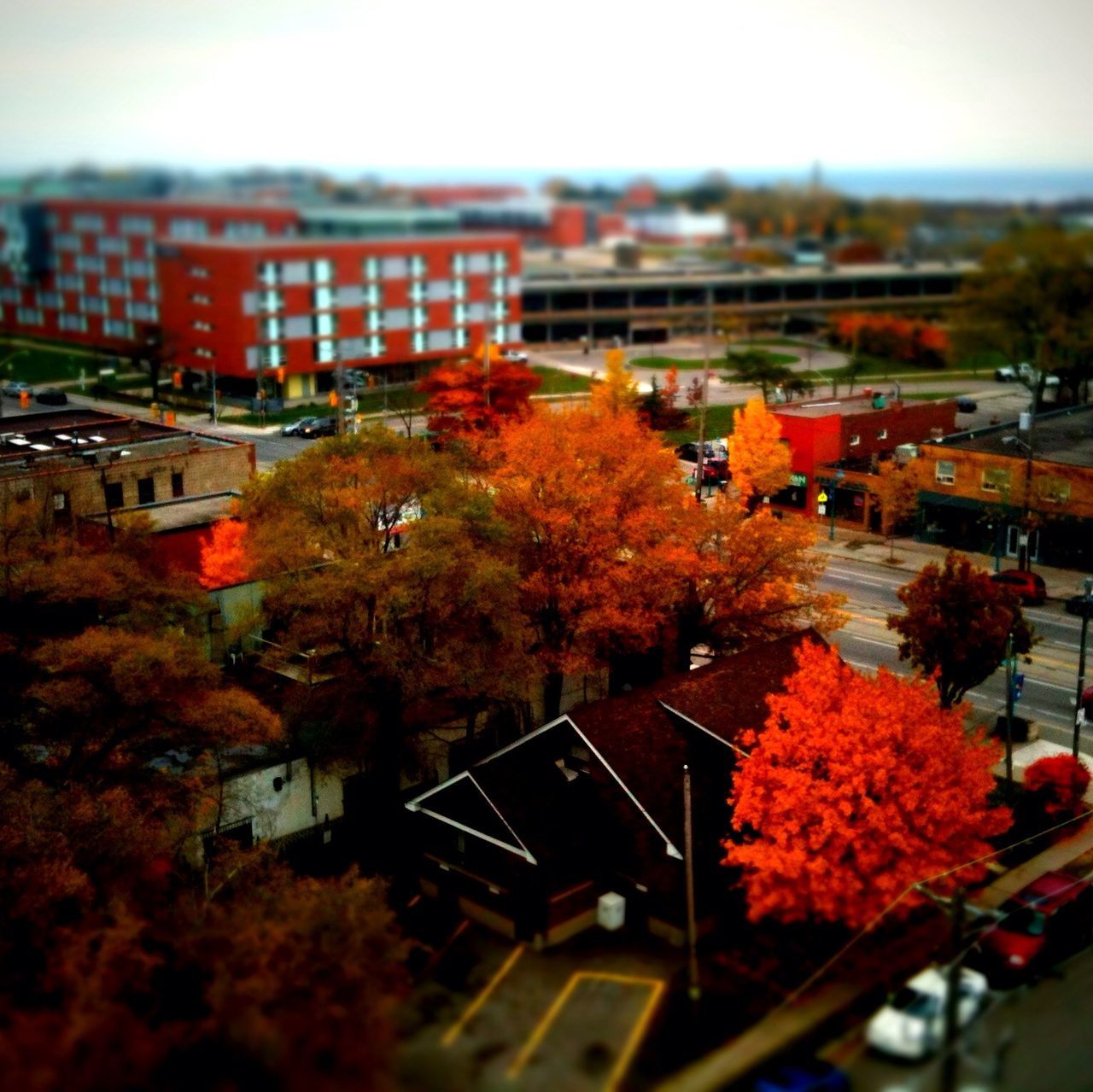 building exterior, architecture, built structure, city, transportation, tree, car, focus on foreground, high angle view, land vehicle, mode of transport, selective focus, residential structure, residential building, residential district, growth, autumn, outdoors, red, cityscape