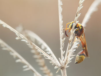 Close-up of insect on flower