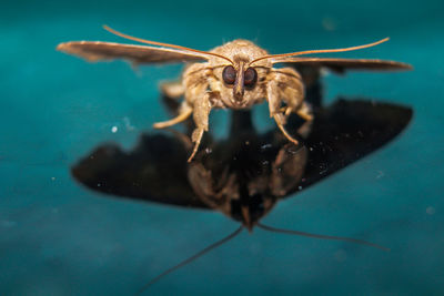 Close-up of spider on table