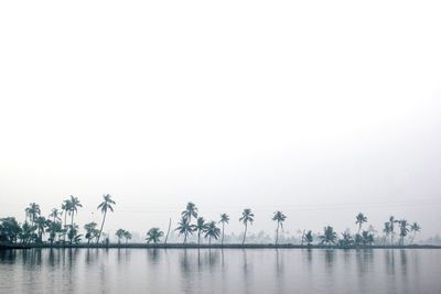 Lakescape with reflection of coconut trees