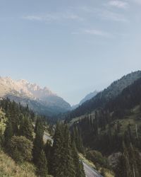 Scenic view of forest against sky