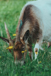 View of deer grazing on field