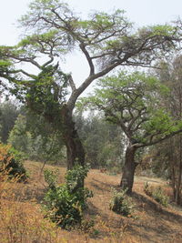 Trees growing on field against sky