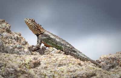 Close-up of a lizard on rock