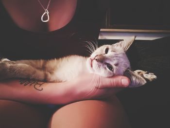 Close-up of hand holding kitten