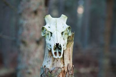 Close-up of animal skull on tree trunk