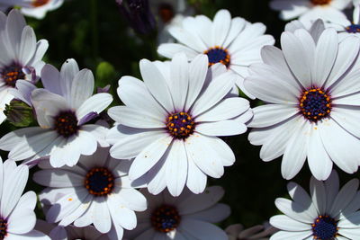 Close-up of white flowers on plant