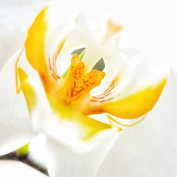 Close-up of day lily blooming outdoors