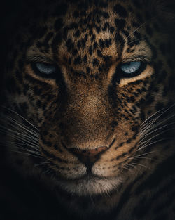 Close-up of leopard 