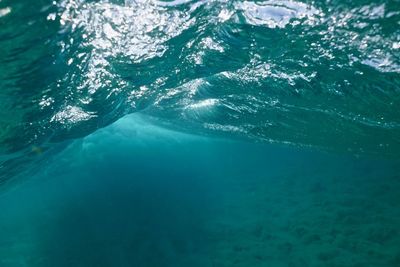 View of jellyfish swimming in sea