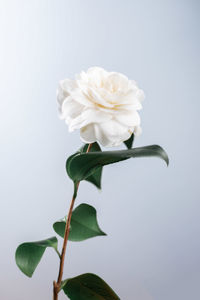 Close-up of white rose against gray background