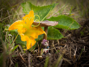 Close-up of yellow flower blooming outdoors