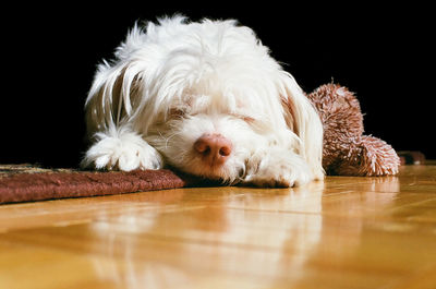 Close-up portrait of dog lying down on black background