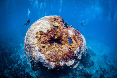 Jellyfish swimming in sea