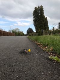 Man road by trees against sky