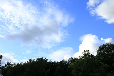 Low angle view of trees against sky