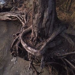 Close-up of tree trunk