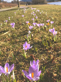 Close-up of purple crocus flowers on field