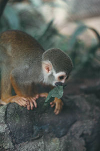 Close-up of squirrel