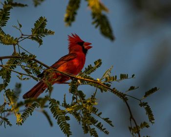 Bird perching on branch against sky