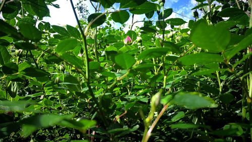 Close-up of green leaves